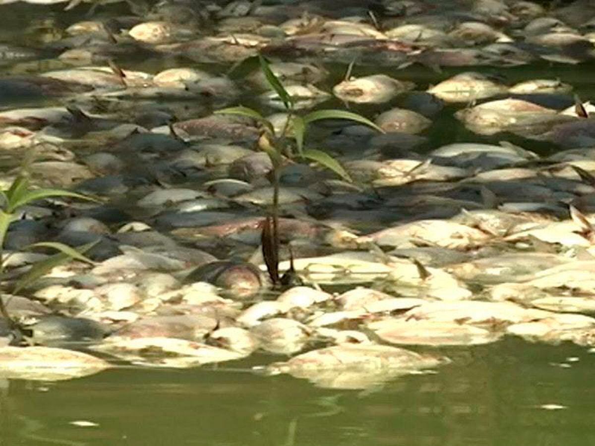 oxygen-to-be-pumped-into-rivers-as-fish-die-amid-australia-heatwave