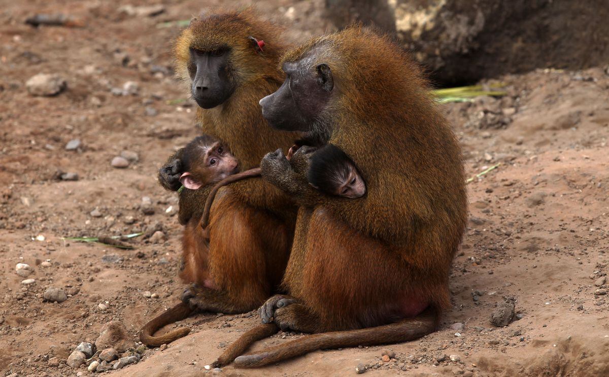 Study shows how baboons effortlessly transition from walking on four ...