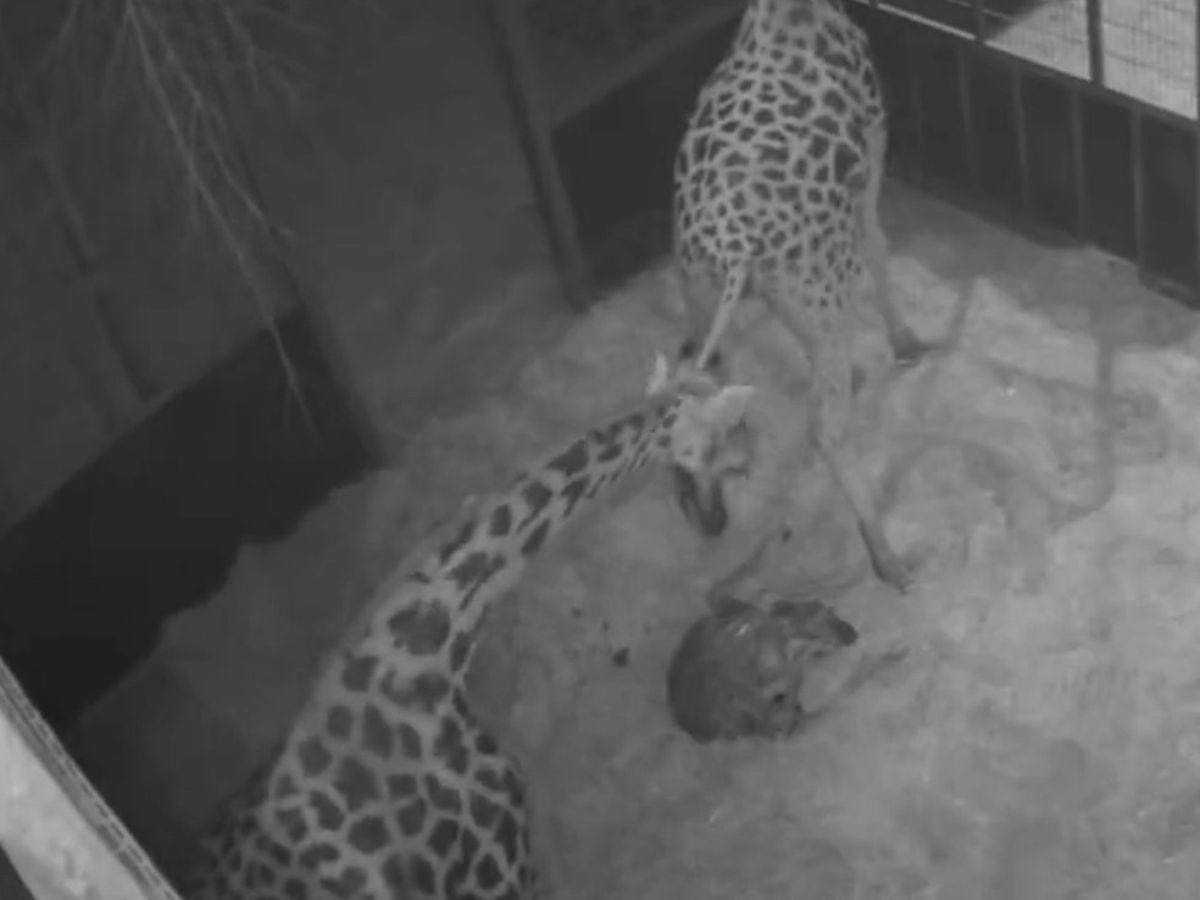 CCTV footage captures birth of incredibly cute and endangered giraffe