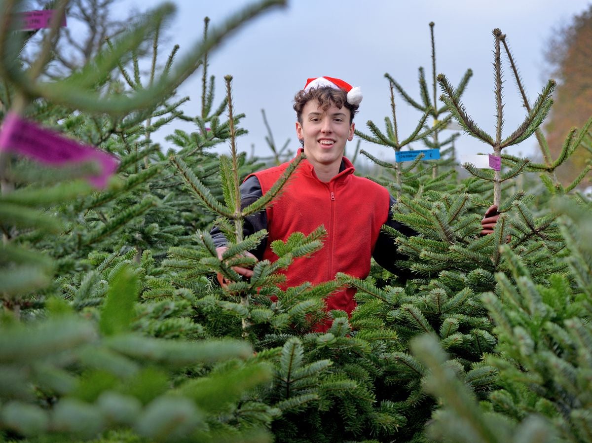 Wolverhampton Christmas tree business hoping for bumper year as it