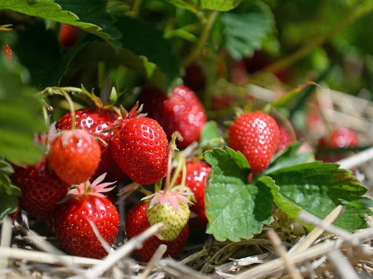 Recordbreaking spring sunshine boosts British strawberry crop