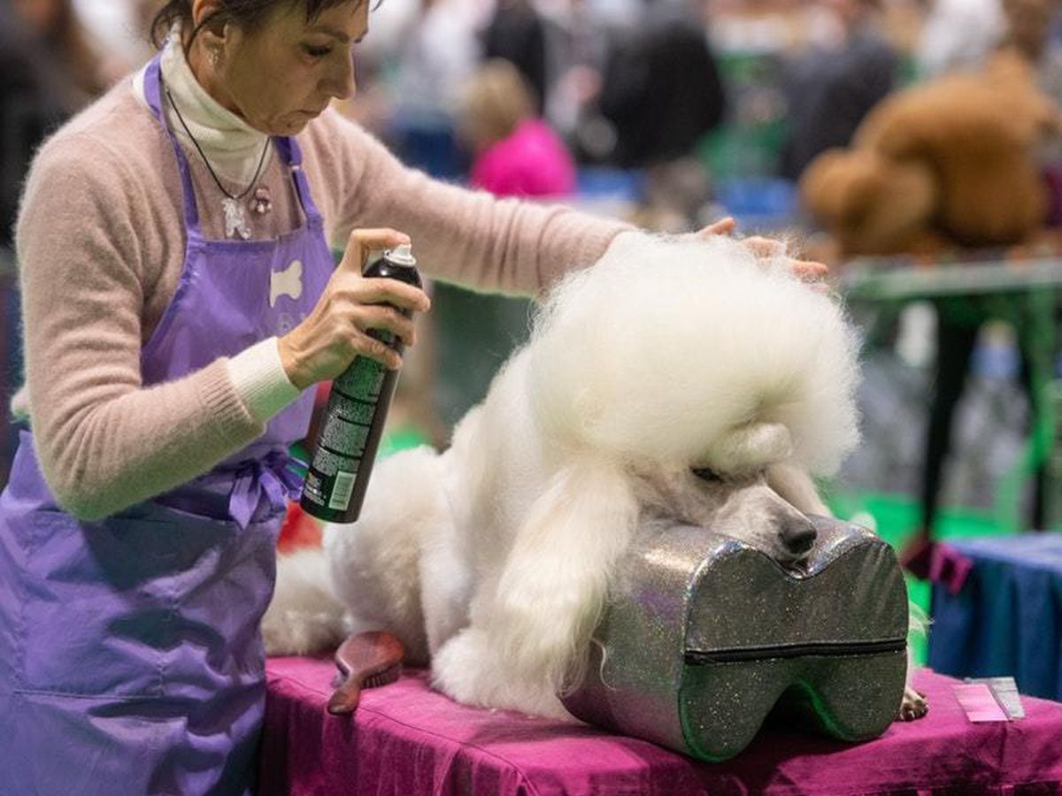 In Pictures: Dogs turn out for Crufts 2020 | Express & Star