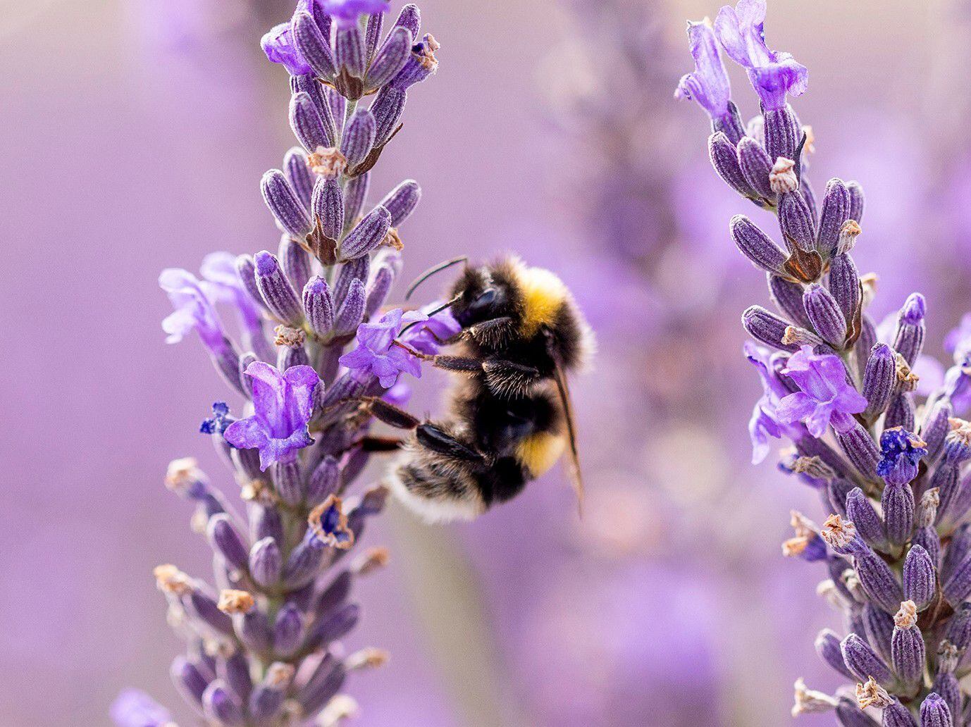 Town 'buzzing' following new Bee Friendly Town status


