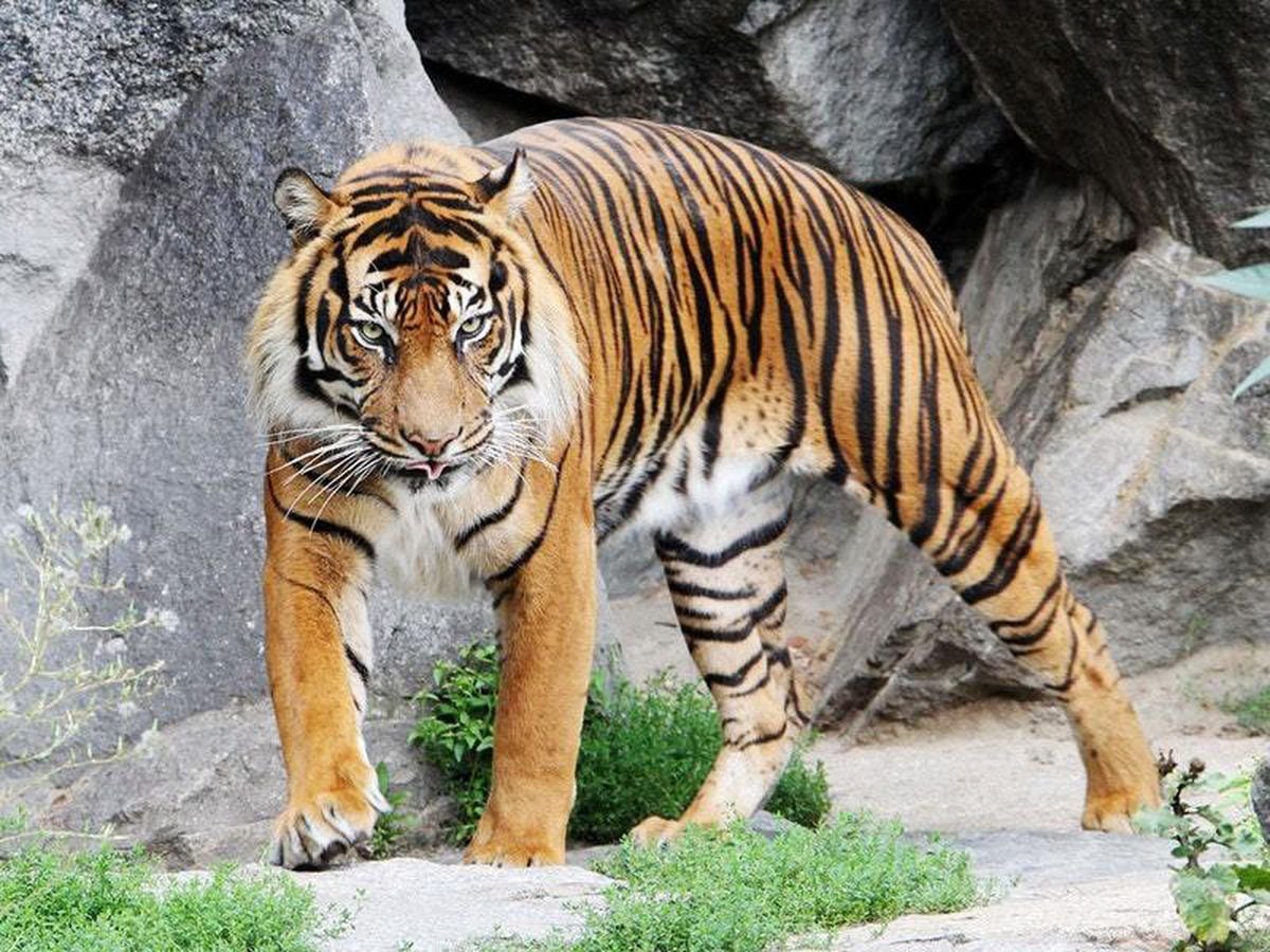 Video shows cute young tigers at Pittsburgh Zoo explore adult enclosure ...