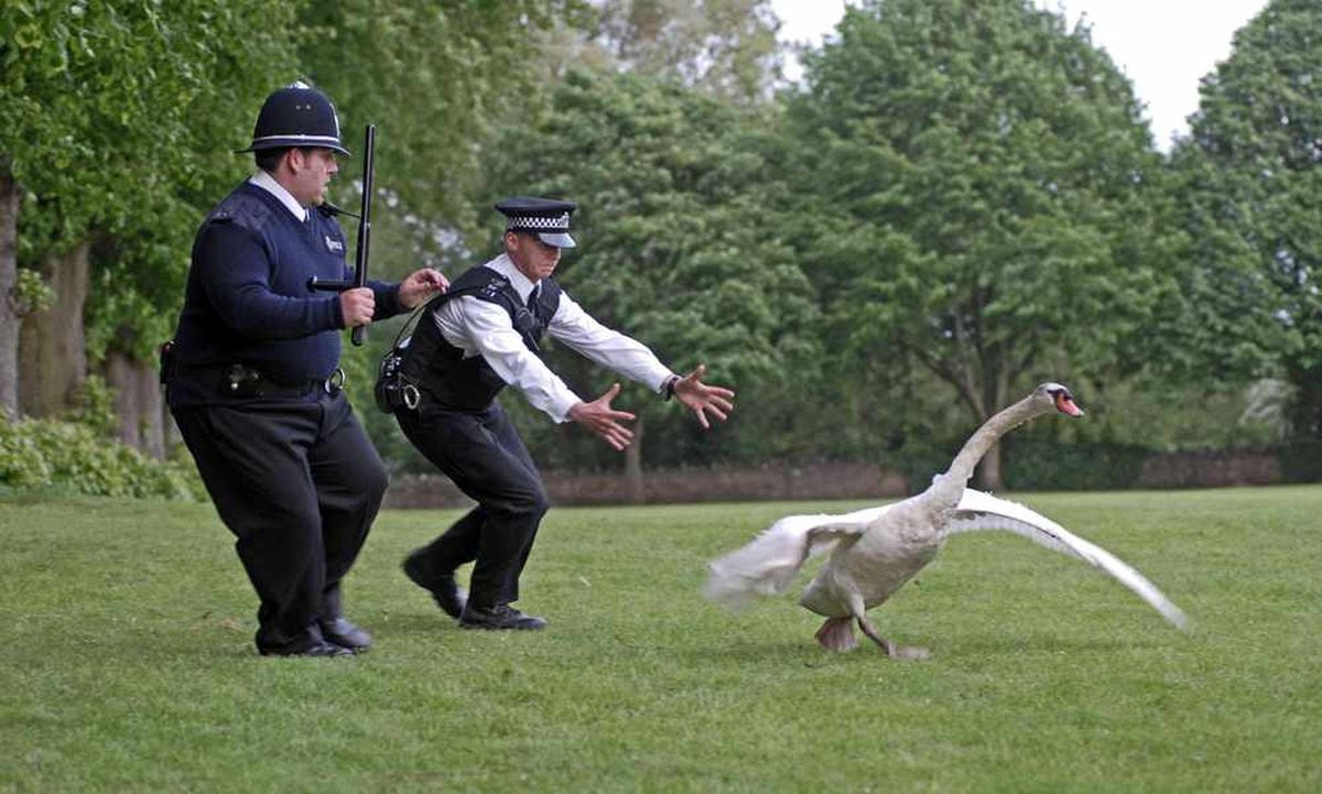 Hot Fuzz comes to Wolverhampton as swan runs amok | Express & Star