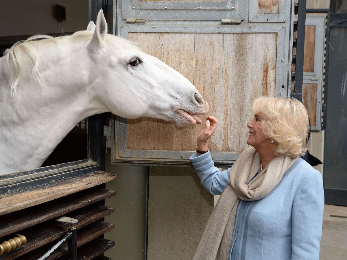 World’s oldest riding school loved by royal family to tour England and Scotland