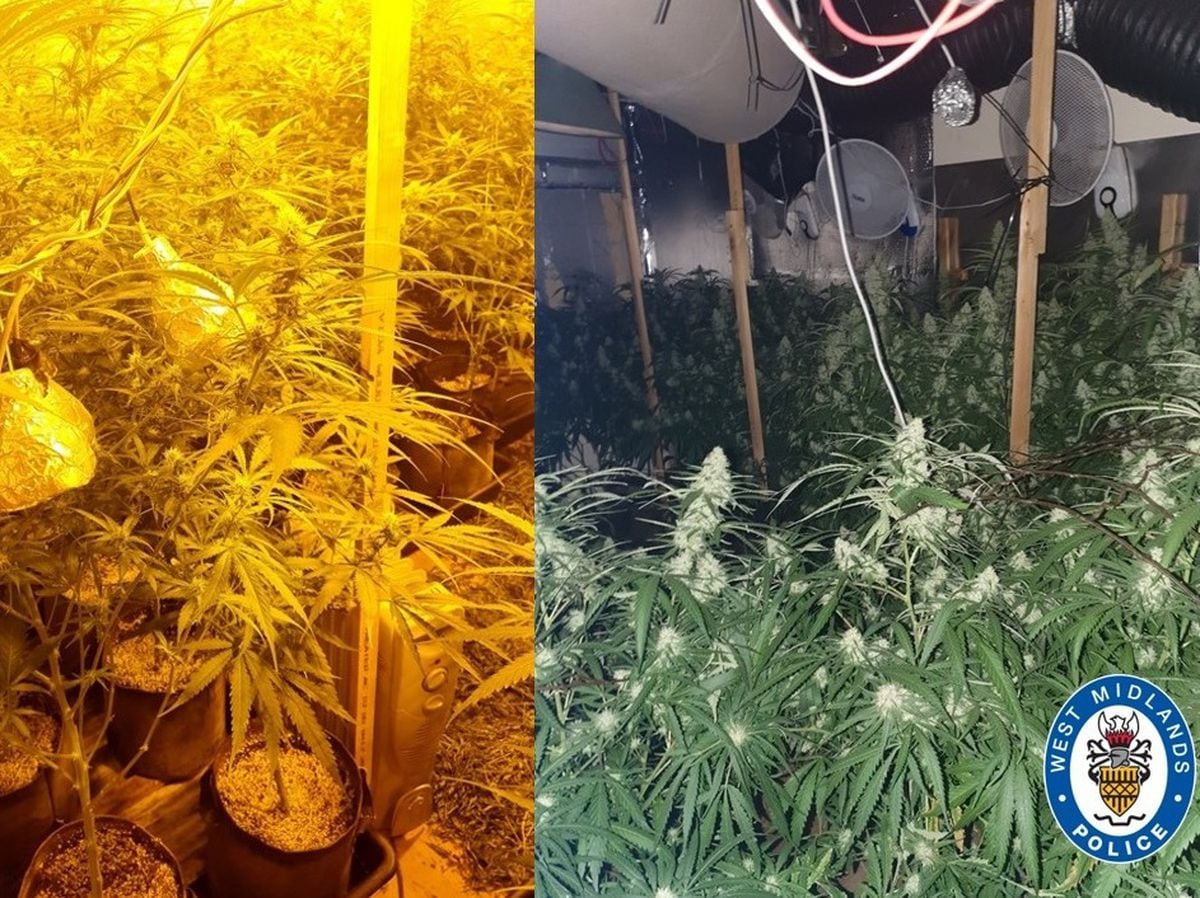 Two Arrested After Hundreds Of Cannabis Plants Found Inside ...