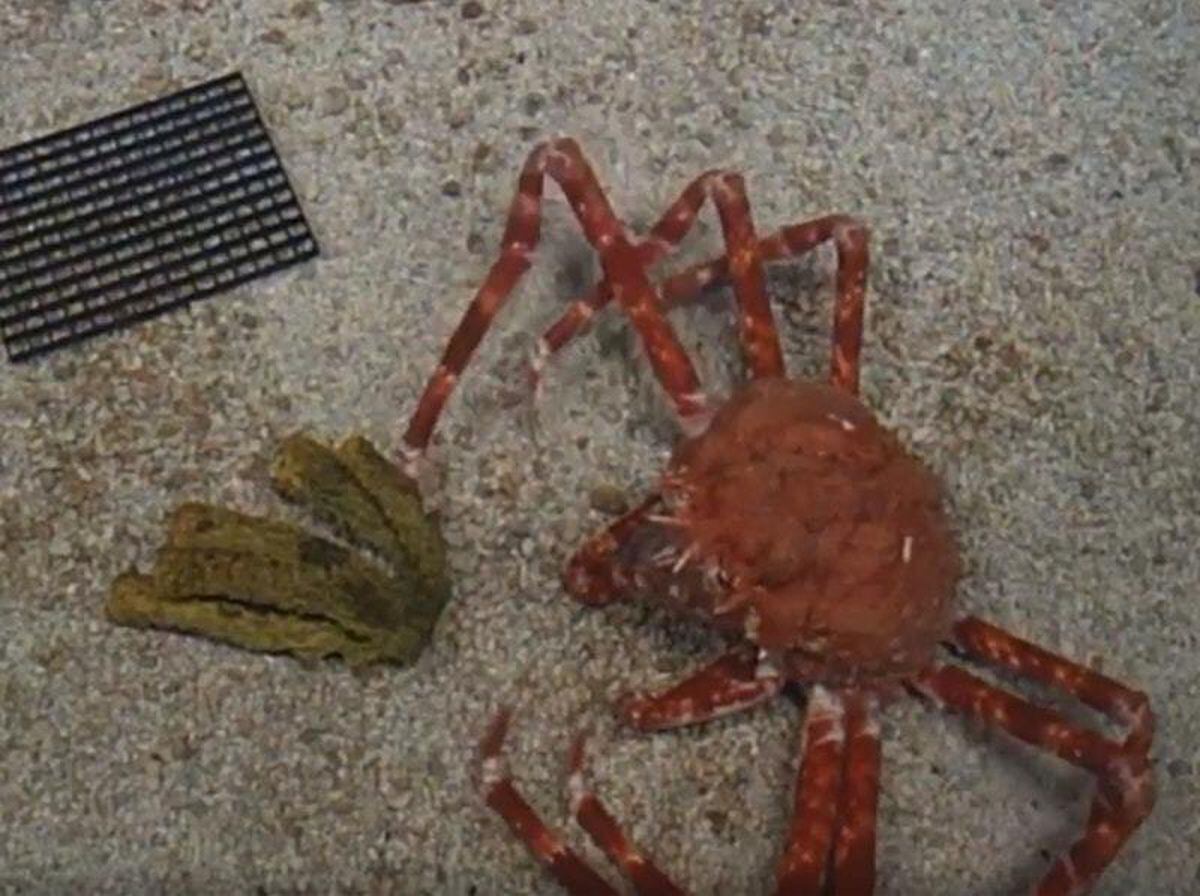 Watch Creepy Footage Of A Japanese Spider Crab As It Moults Out Of Its Shell Express Star