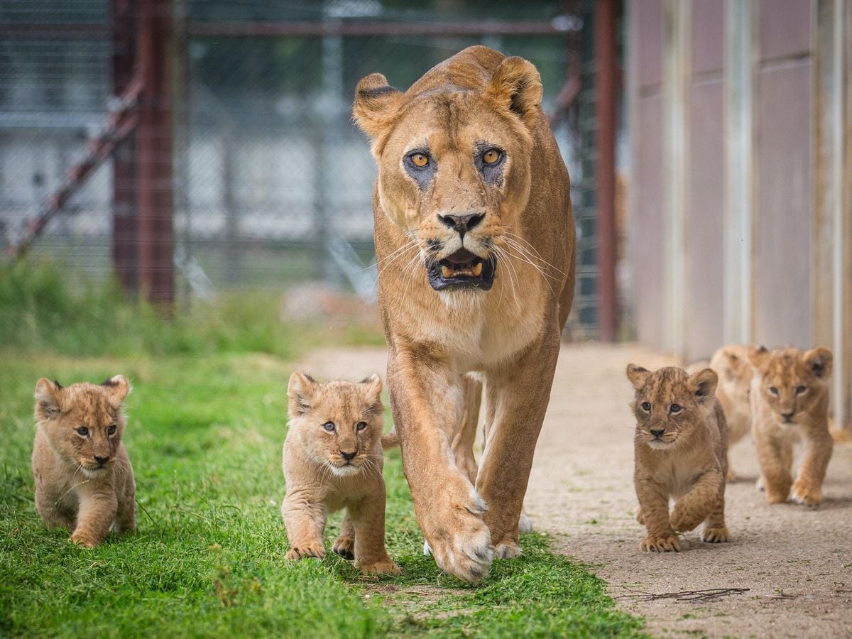 Львица в зоопарке