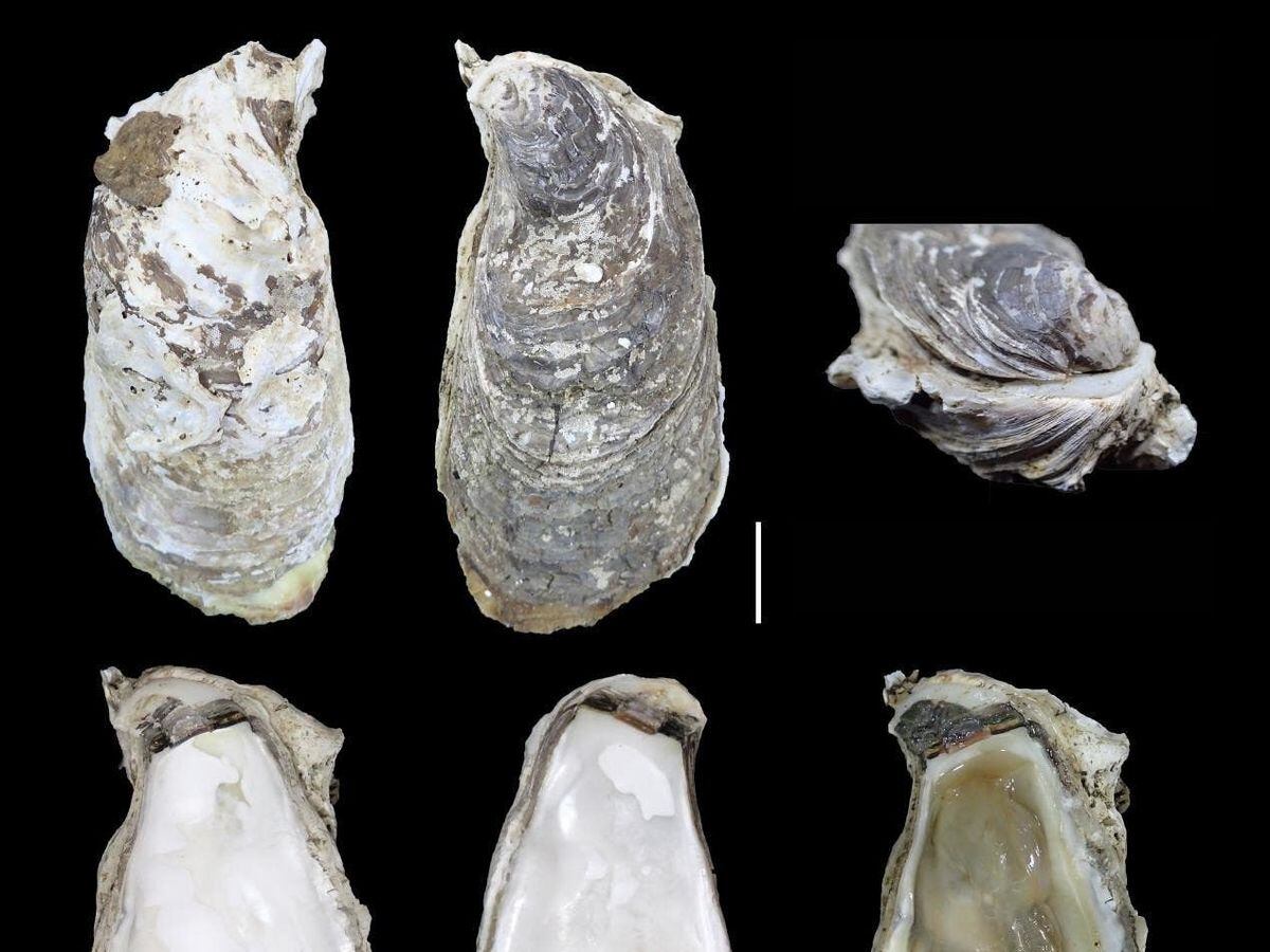 Queen’s researcher leads efforts to protect newly recognised oyster ...