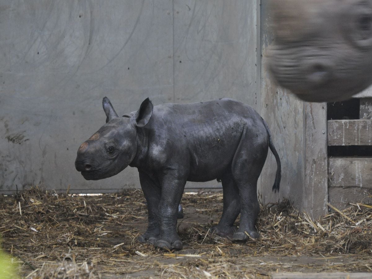 UK Zoo Welcomes Birth Of Endangered Black Rhino | Express & Star