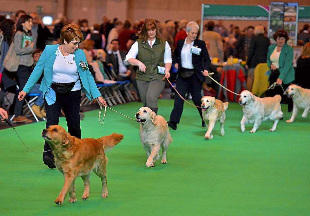 LIVE video and full gallery: Dogs have their day at Crufts | Express & Star