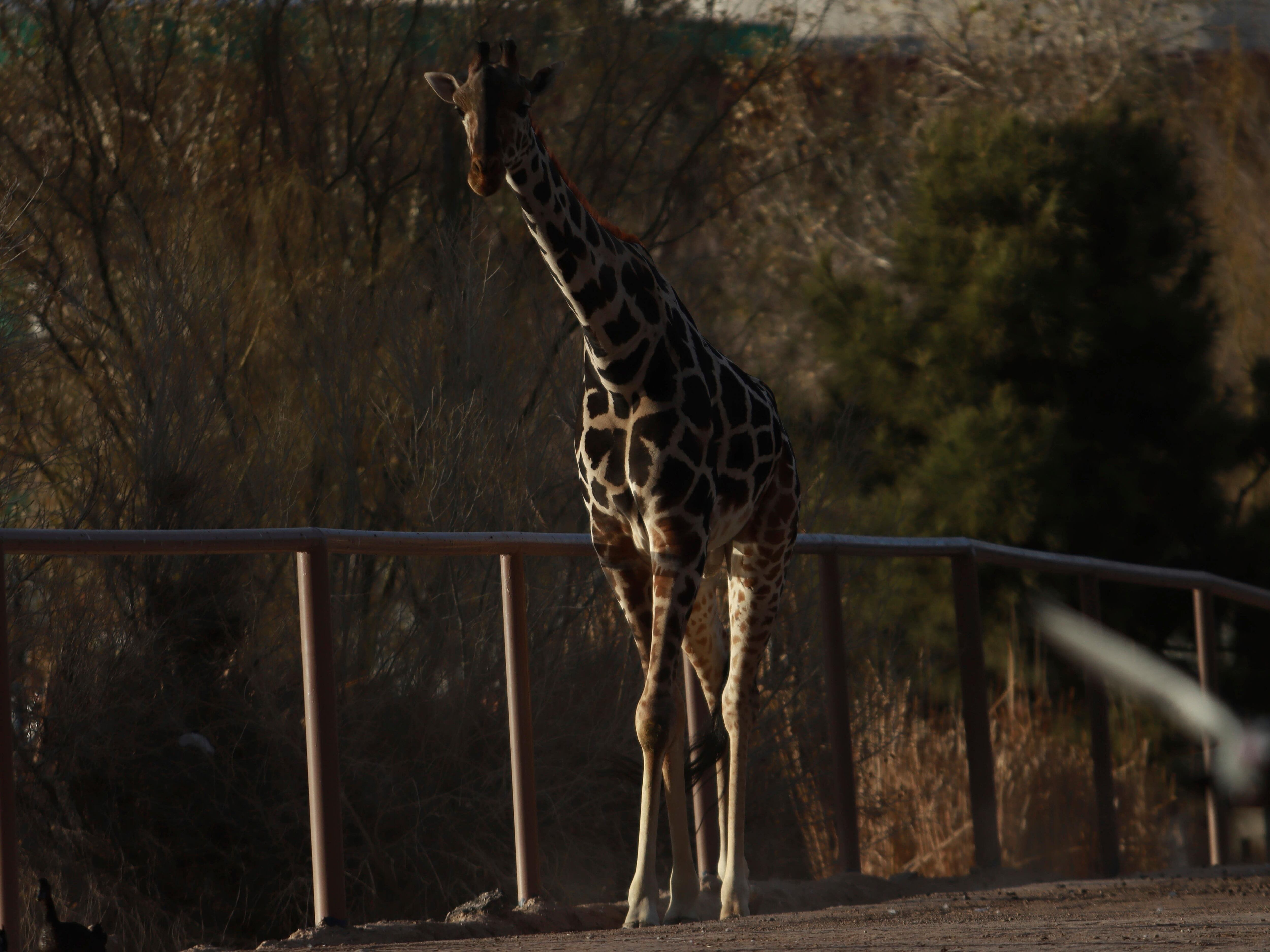 Benito the giraffe leaves extreme weather at Mexico’s border after campaign