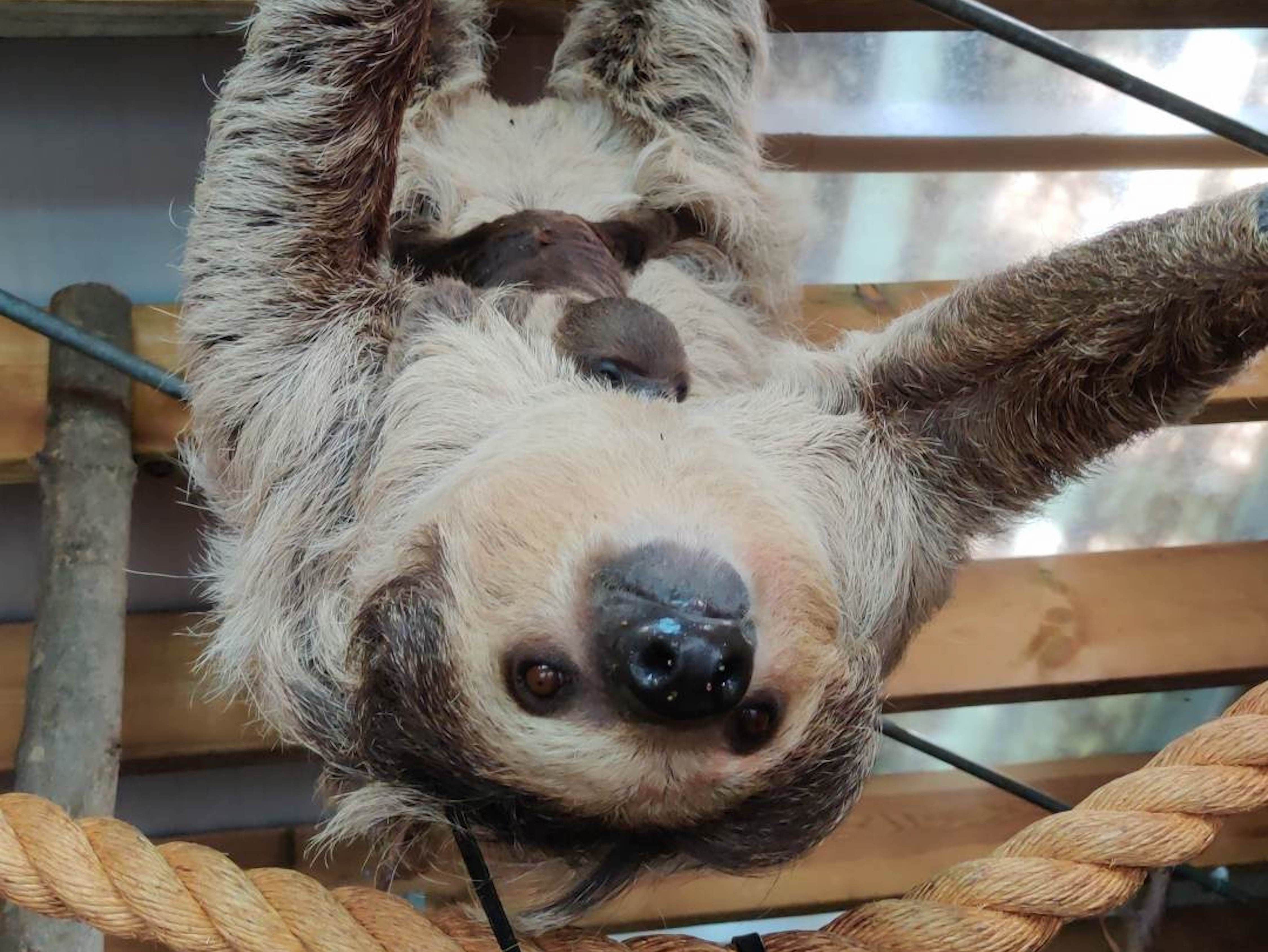 Dudley Zoo celebrates the birth of new baby sloth to parents Flo and Reggie