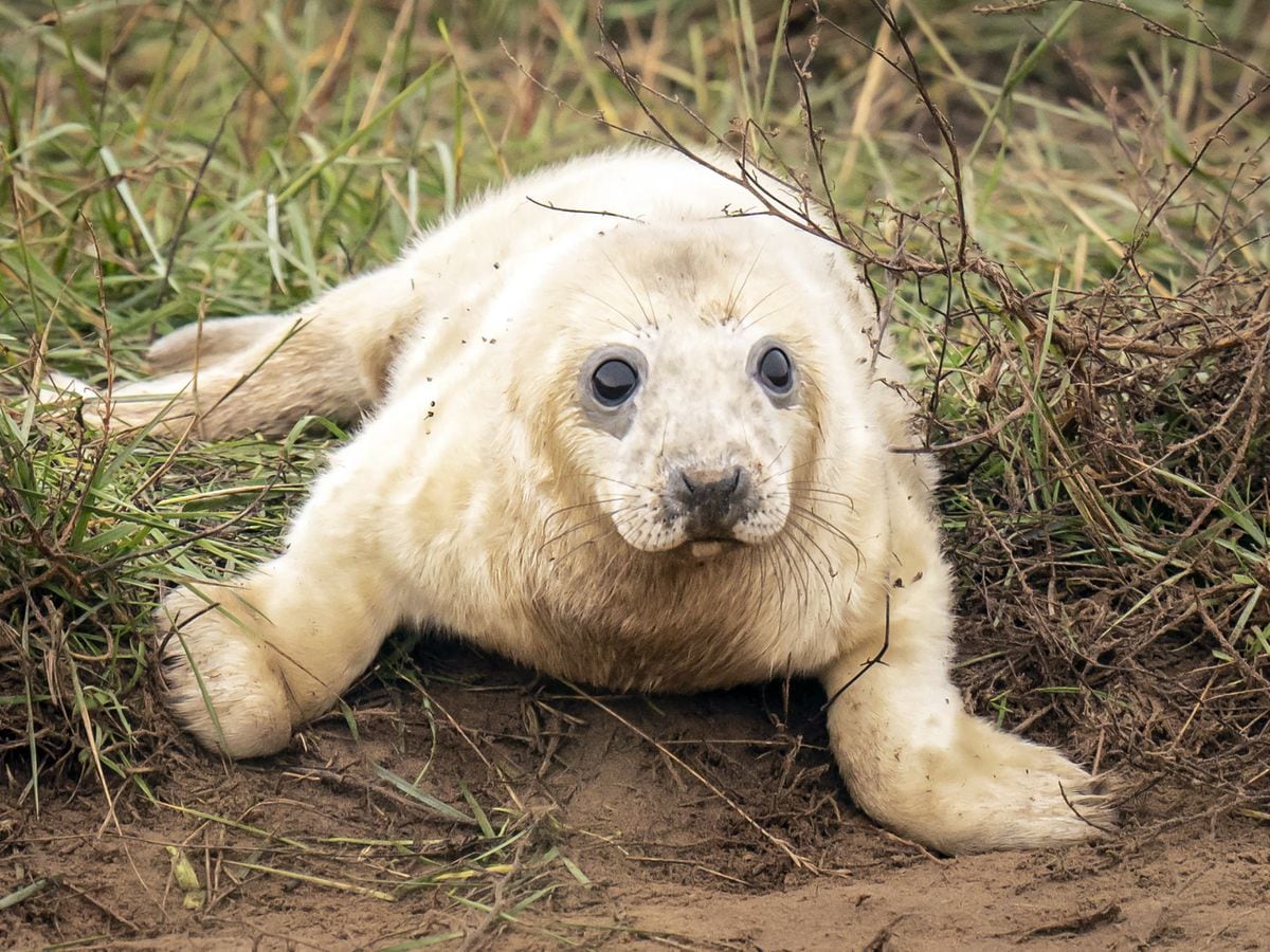 Baby seals back in Lincolnshire as pupping season returns | Express & Star