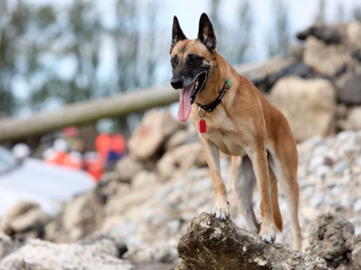 Belgian malinois discount search and rescue