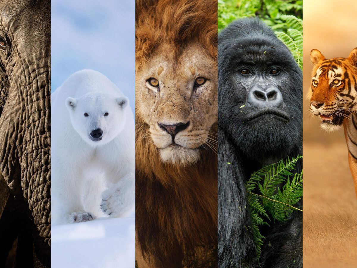 New ‘Big Five’ animals of wildlife photography revealed after global