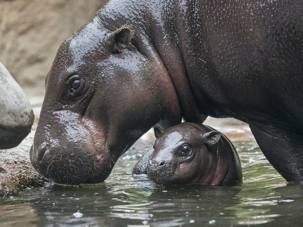 コビトカバの赤ちゃん 初めてのサルとの遭遇へ 動物園 水族館の動物福祉を学びたい人のためのサイト Zawaw