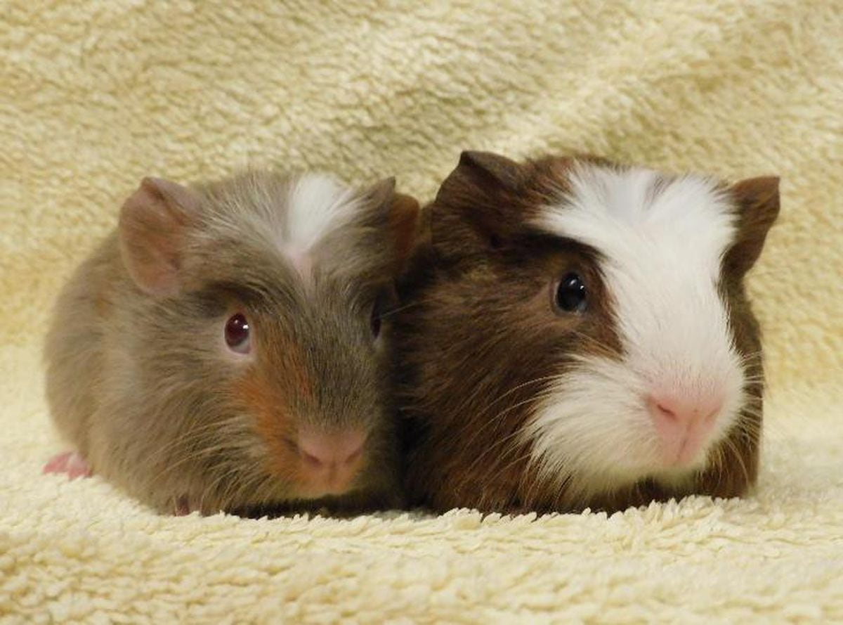 New homes needed after 19 guinea pigs found dumped in cardboard boxes ...