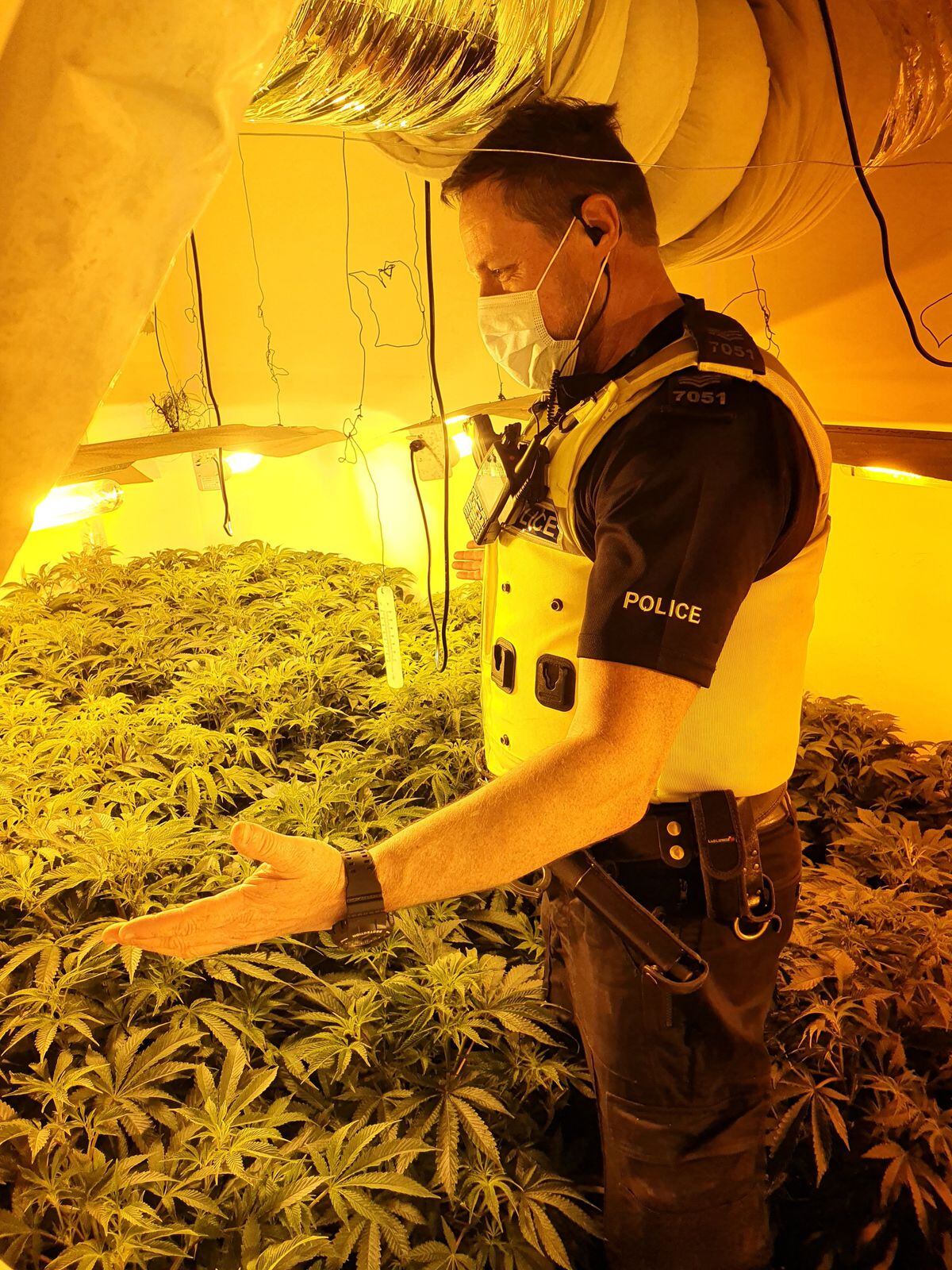 100 Cannabis Plants Seized In Dudley Police Raid | Express & Star