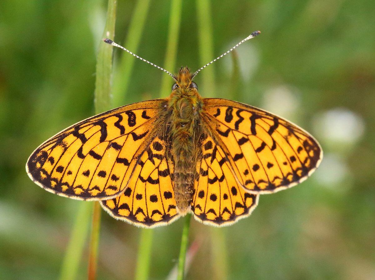 Butterfly group on hunt for rare species in Cannock | Express & Star