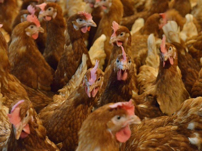 Controversial Bridgnorth chicken farm plans to go before inspector