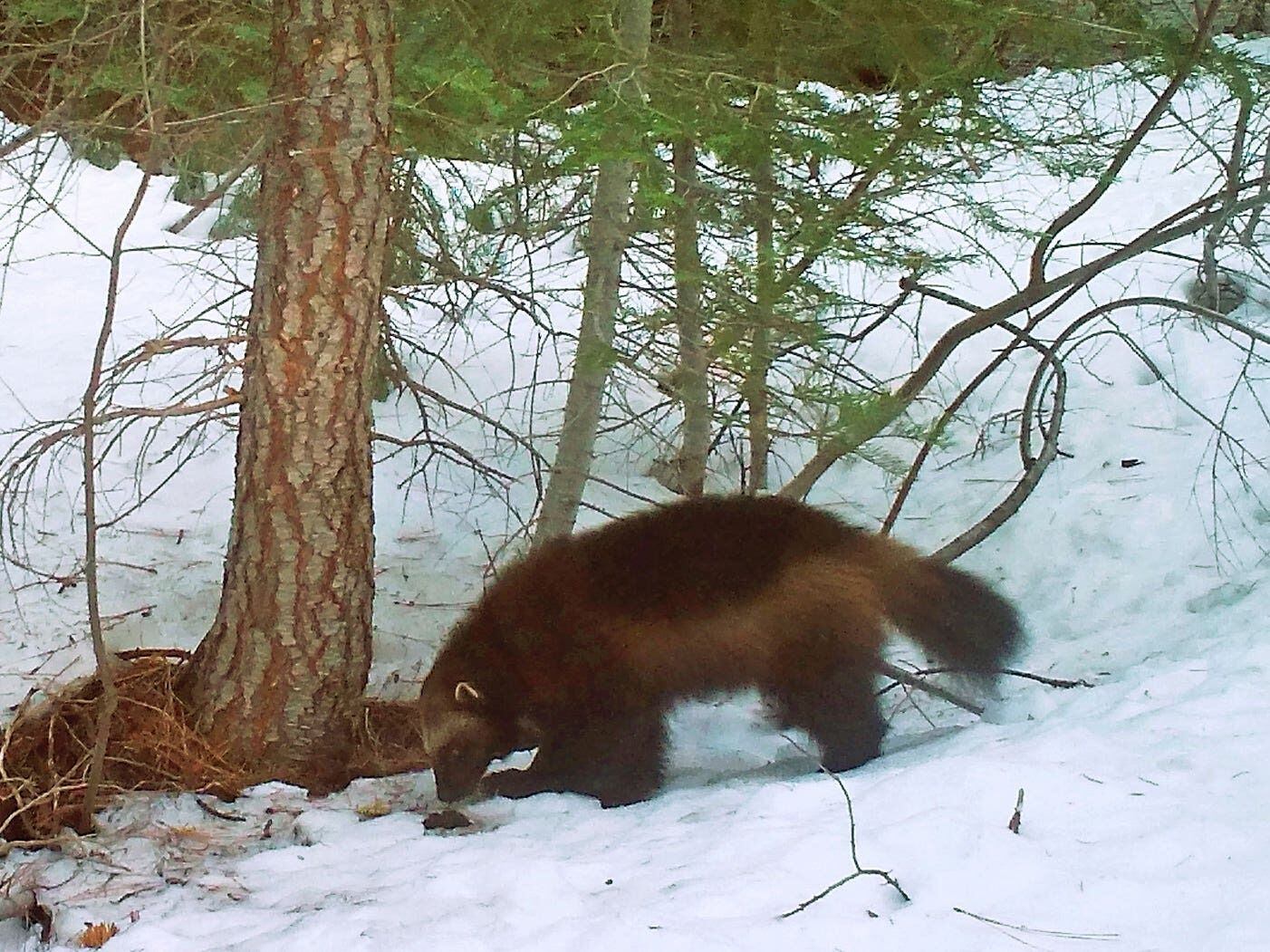 Wolverines set for US government protection amid climate change threat