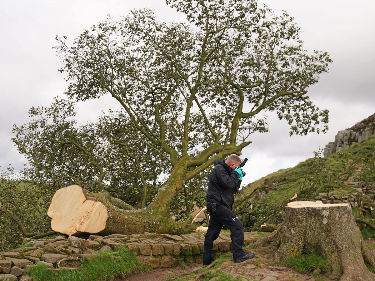 Two Men Charged Over Felling Of Sycamore Gap Tree | Express & Star