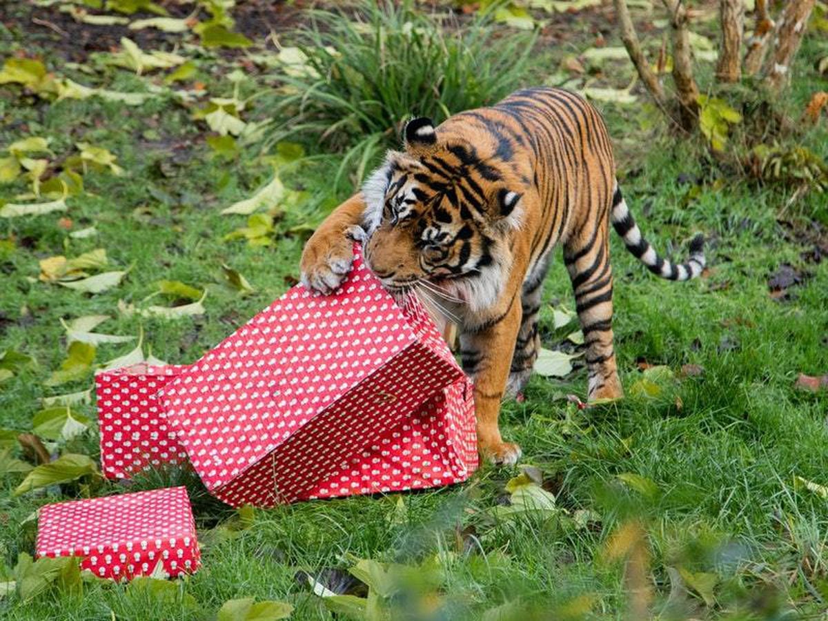 Animals enjoy Christmas treats at London Zoo Express & Star