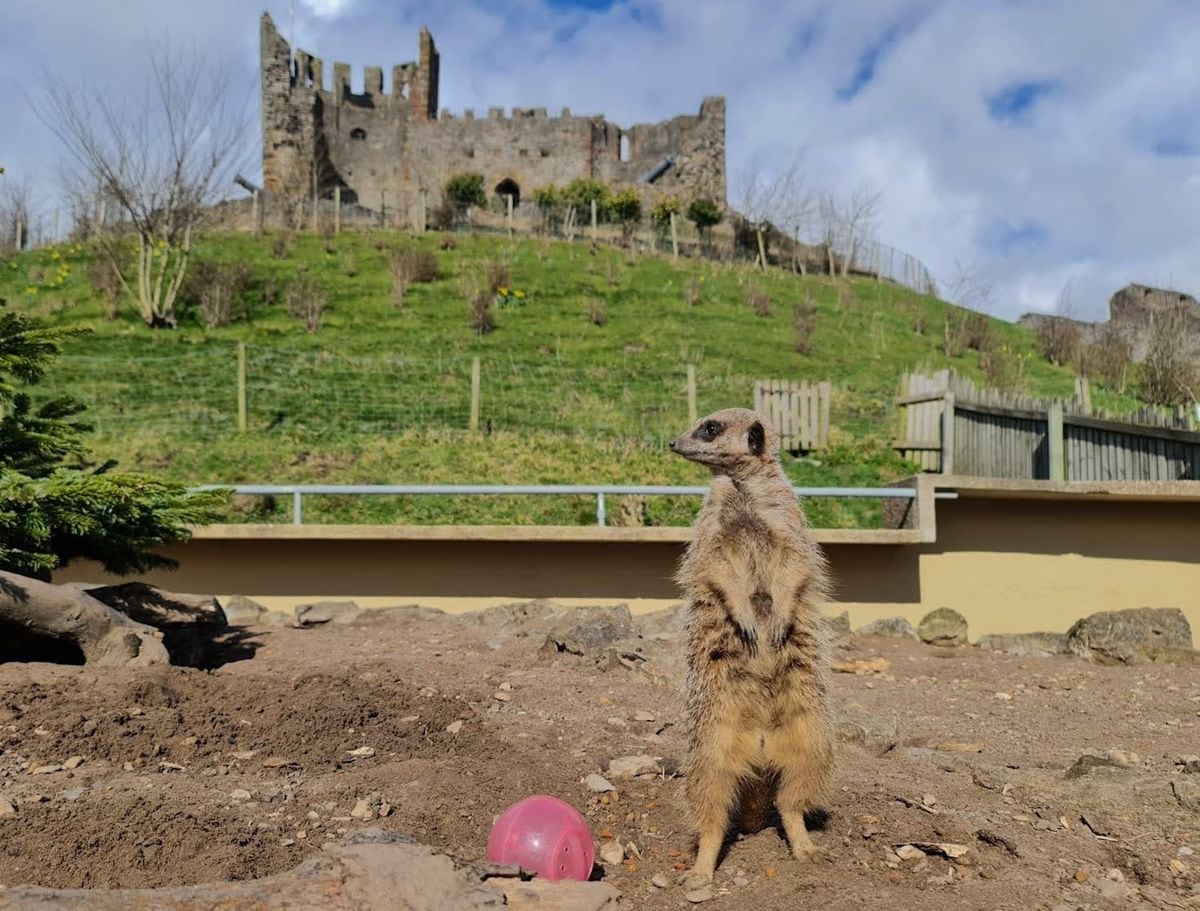 dudley-zoo-and-castle-ready-for-reopening-next-month-express-star