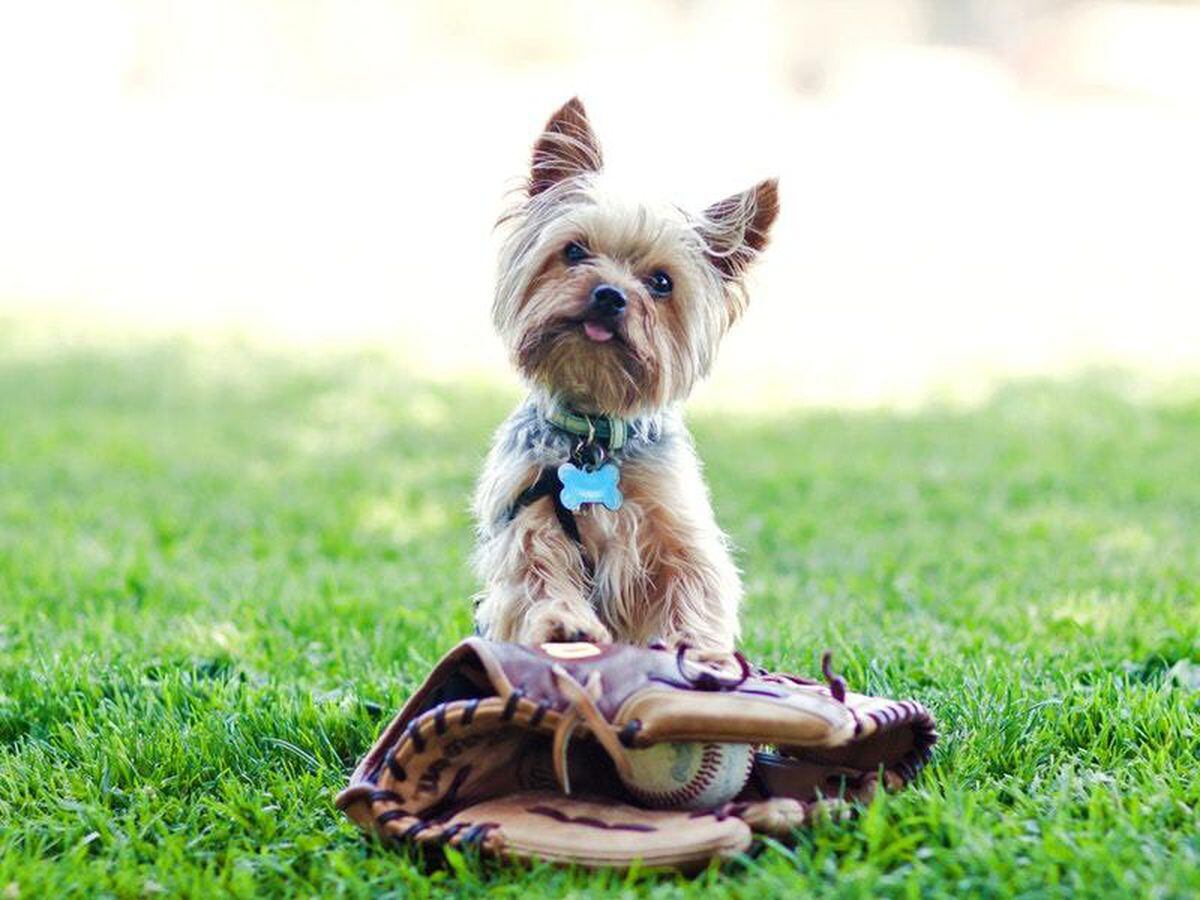 Young baseball fans get puppy after dad’s home run promise | Express & Star