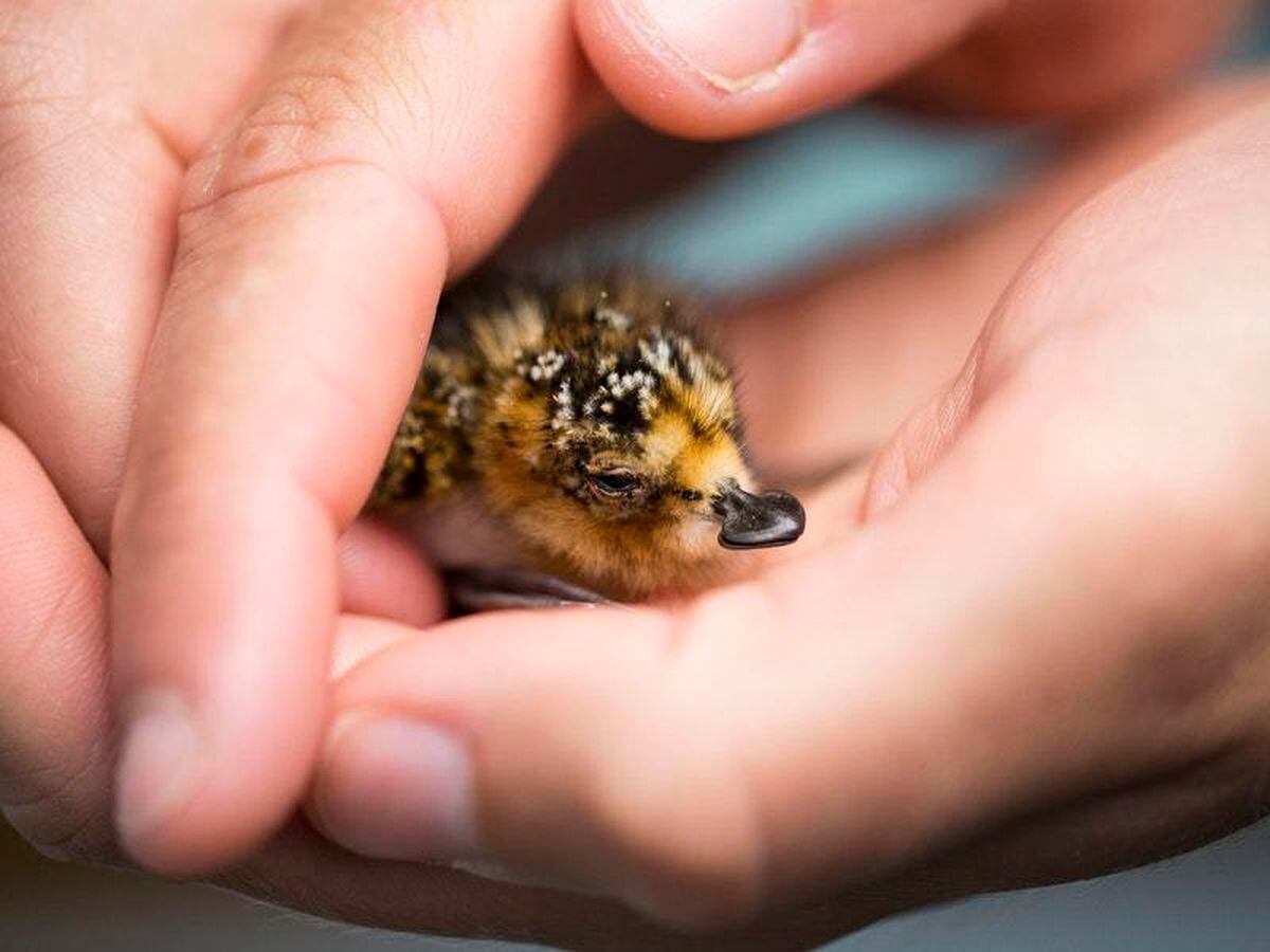 Rare Spoon-billed Sandpipers Hatched At Nature Reserve | Express & Star