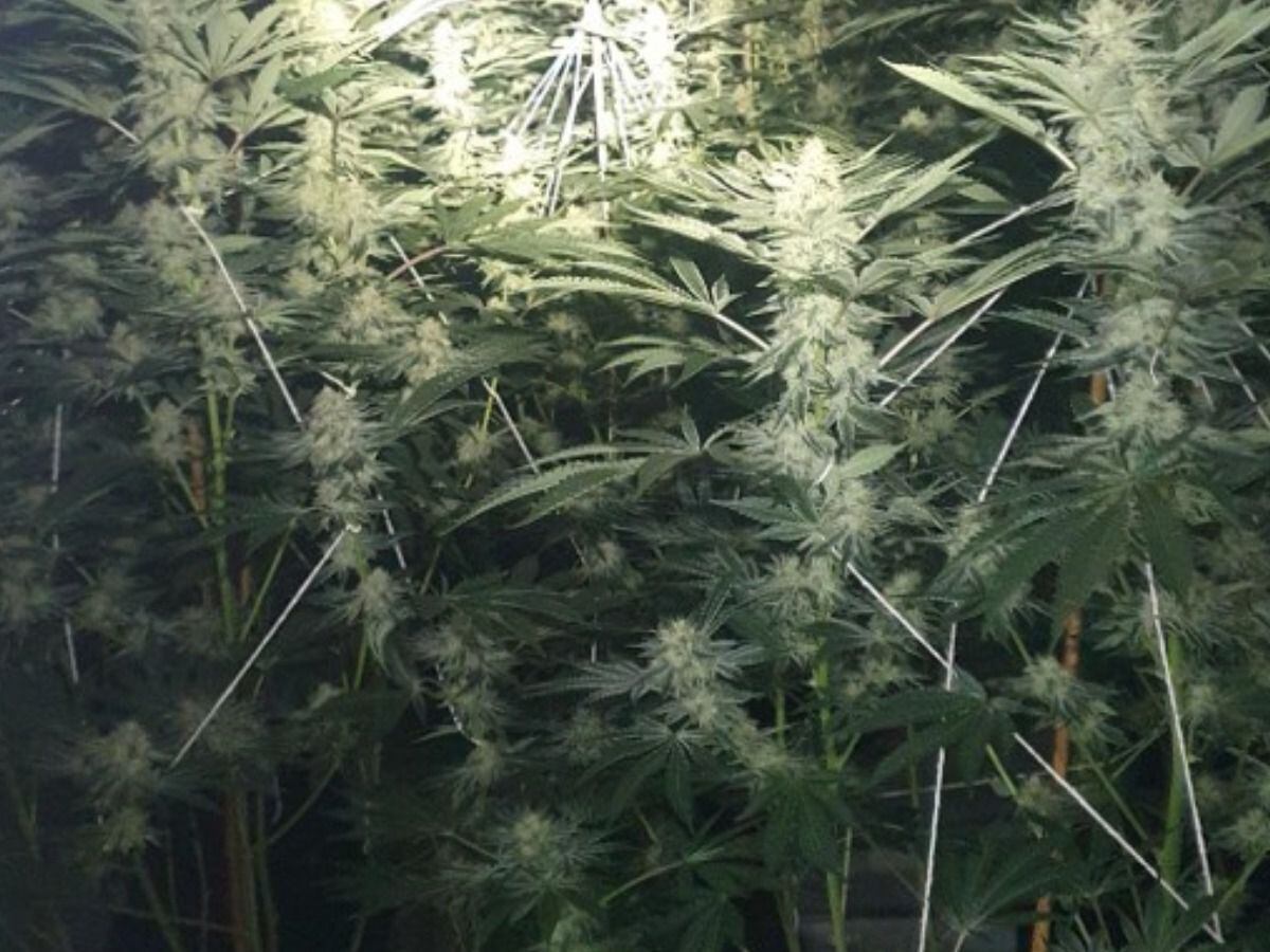 Wolverhampton police discover more than 1,000 cannabis plants worth £1 million after National Grid raised concerns about electrics