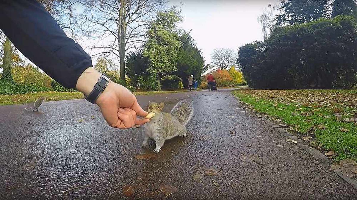 Watch these super friendly squirrels being hand-fed by the public at ...