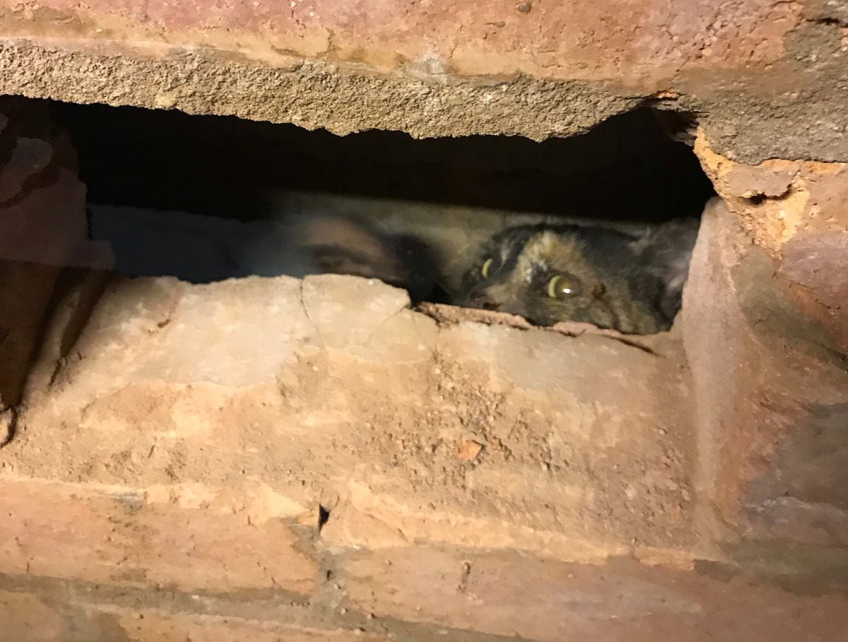 Cat stuck in between garage walls freed by RSPCA | Express & Star