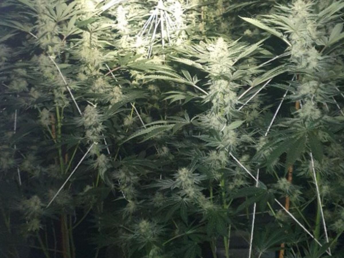 Wolverhampton Police Discover More Than 1,000 Cannabis Plants Worth £1 ...