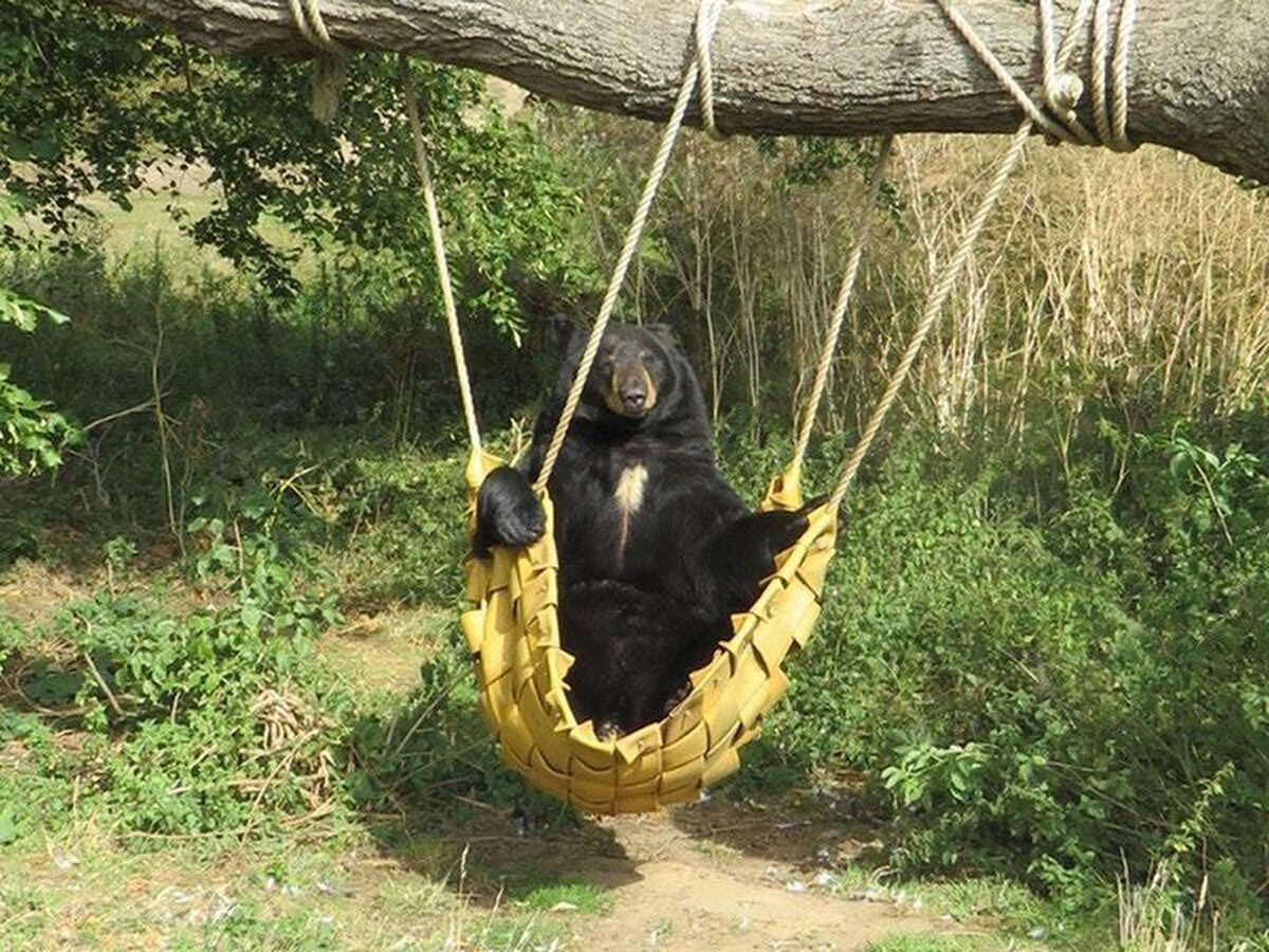 Bear climbs into hammock to sunbathe Express & Star