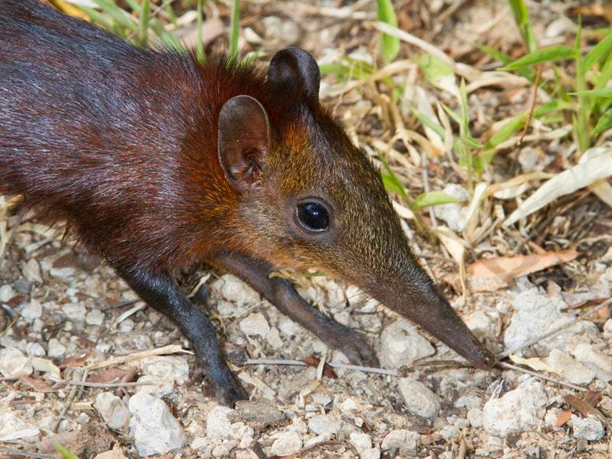 This baby elephant shrew at Brookfield Zoo is surprisingly adorable