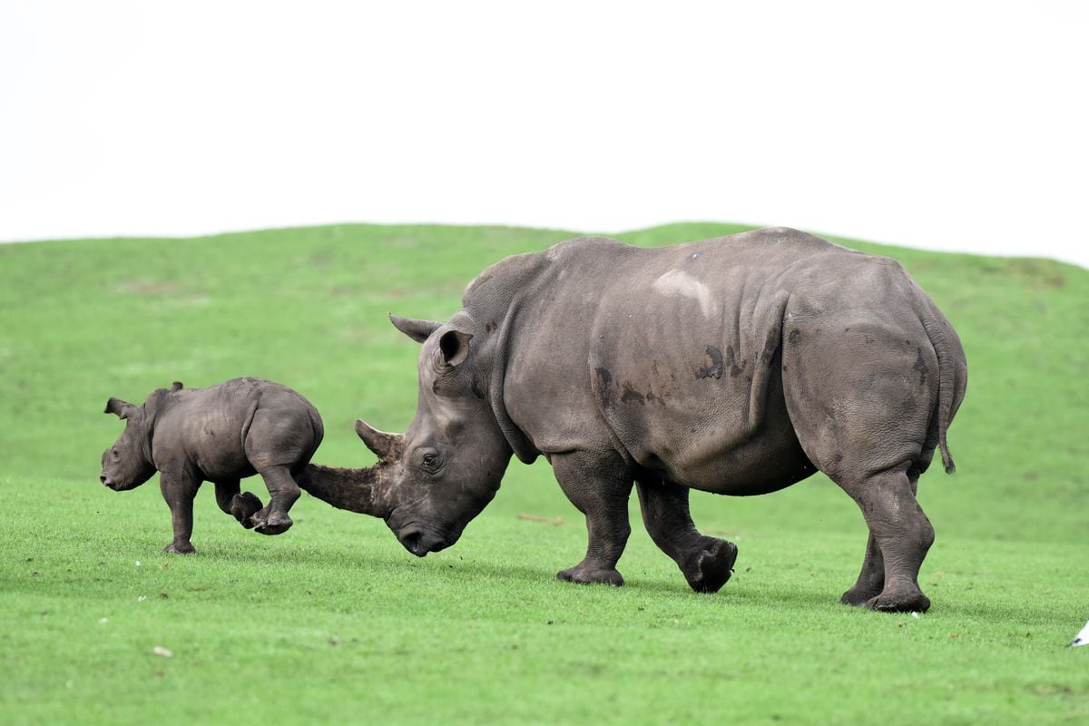 baby rhinoceros sound
