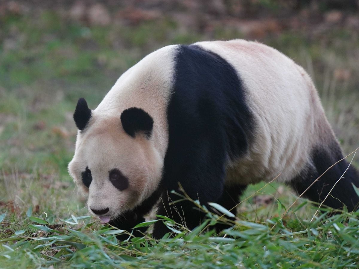 Giant Pandas start journey back to ChinaMiddle East