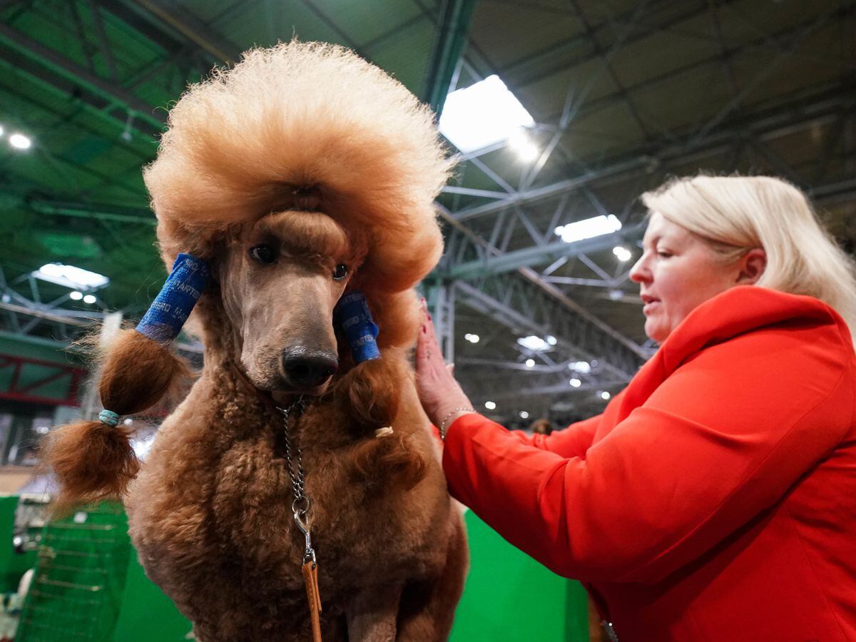 Crufts 2024 in pictures: 11 brilliant day one photos of the pooches at ...