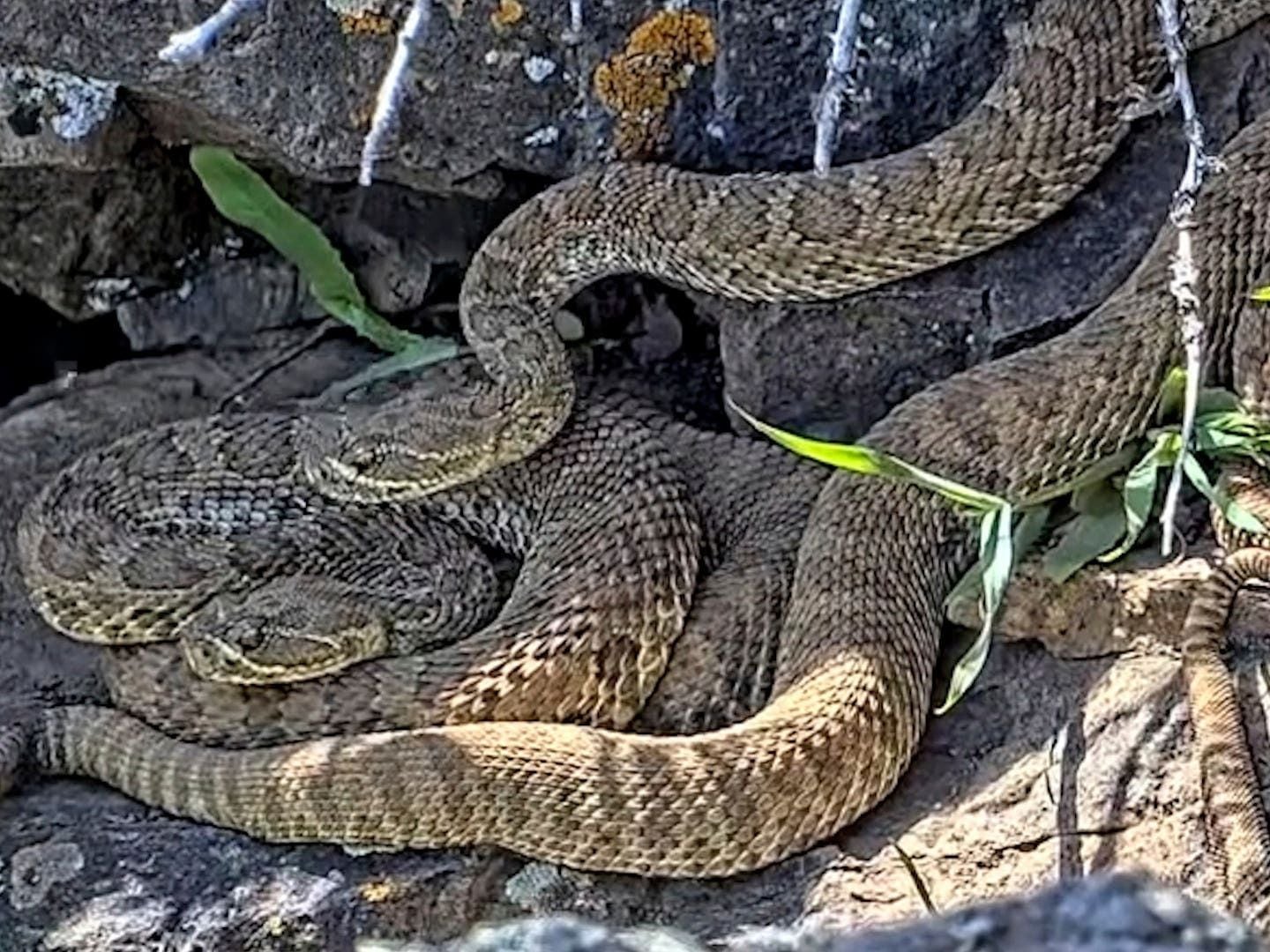 Webcam monitors hundreds of rattlesnakes at Colorado ‘mega den’
