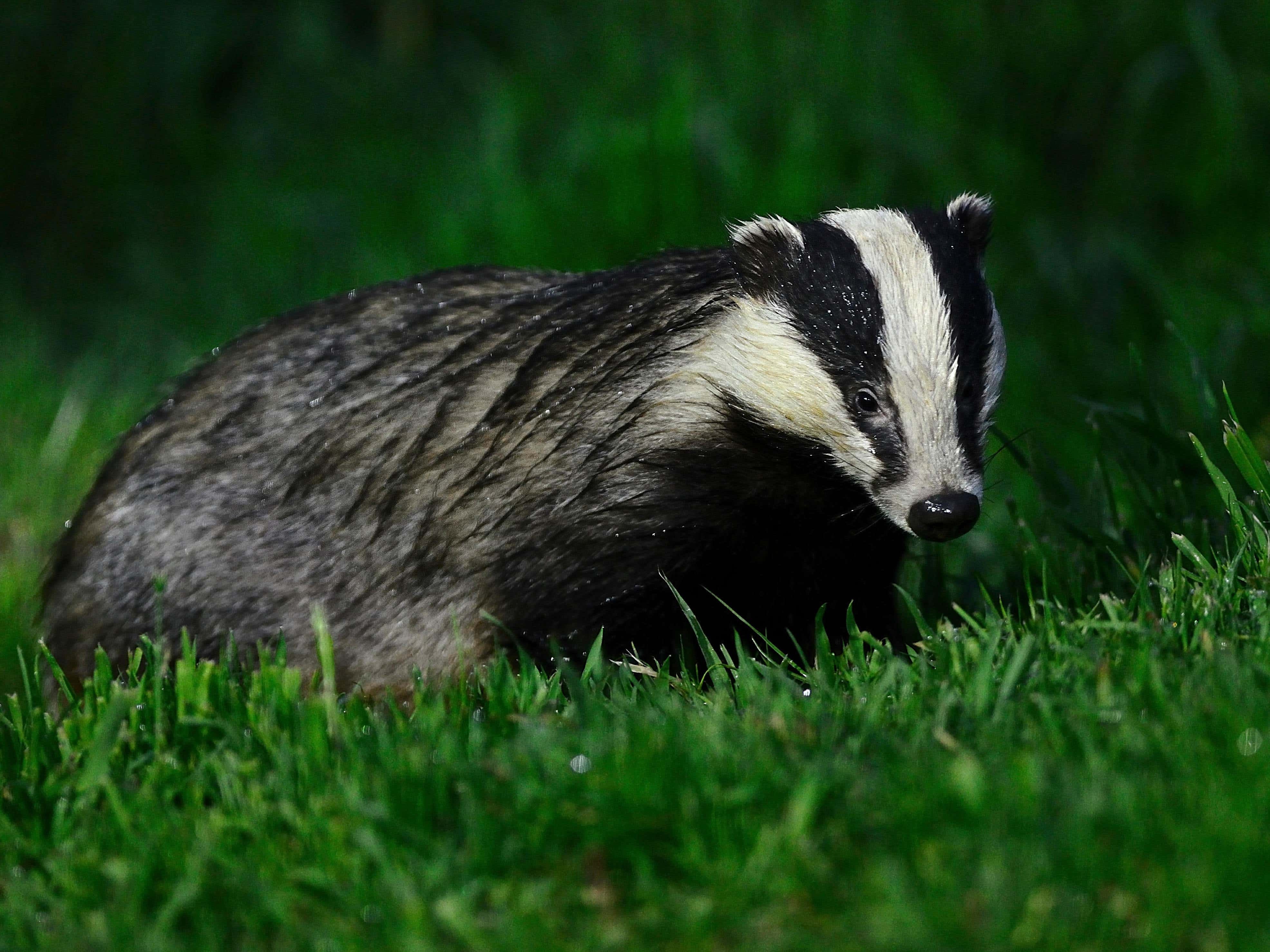 Farmer-led badger vaccination trial raises hopes for tackling bovine TB