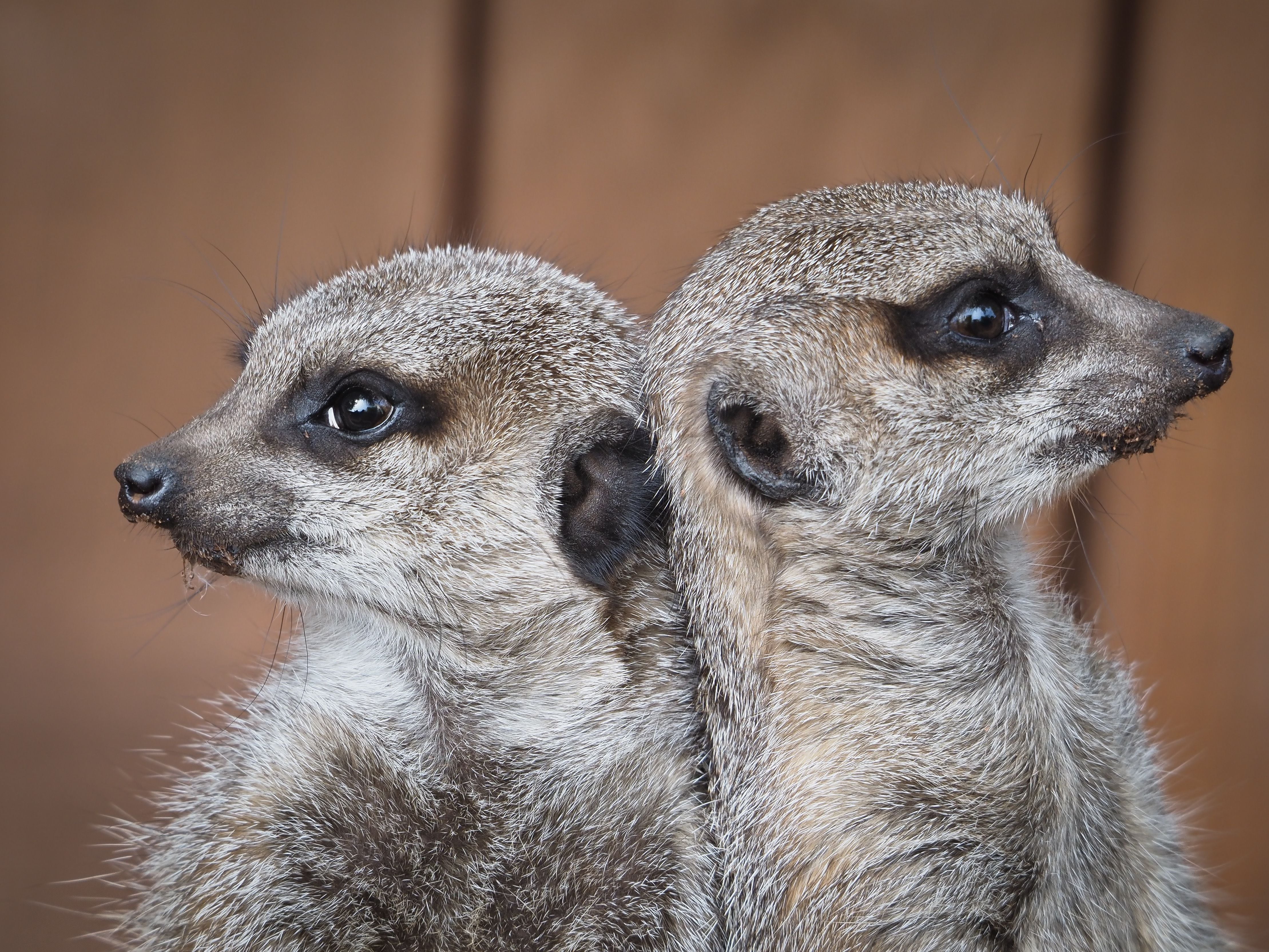 Find out which Black Country zoo has been named the 'best to visit in Europe'