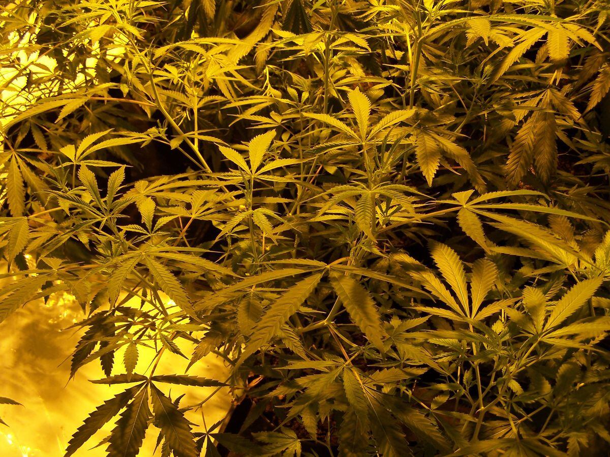£650,000 cannabis haul found in Walsall | Express & Star