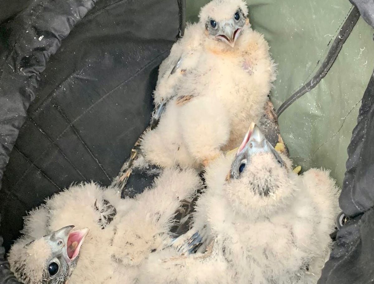 Success as four peregrine falcon chicks leave nesting site in South ...