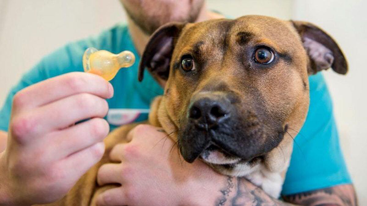 Diesel the dog has emergency surgery after swallowing baby’s bottle ...