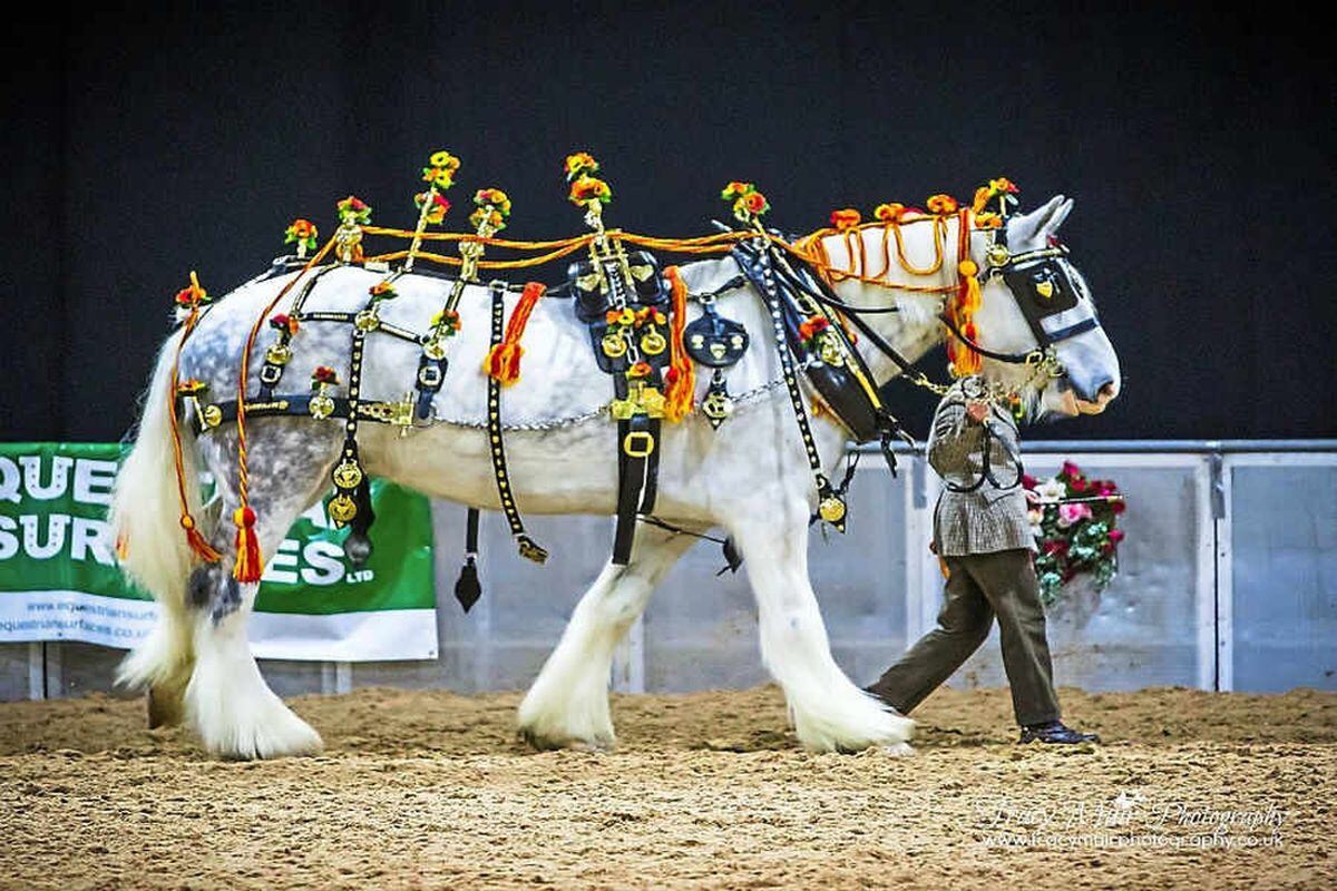 Shire Horse Show cancelled Express & Star