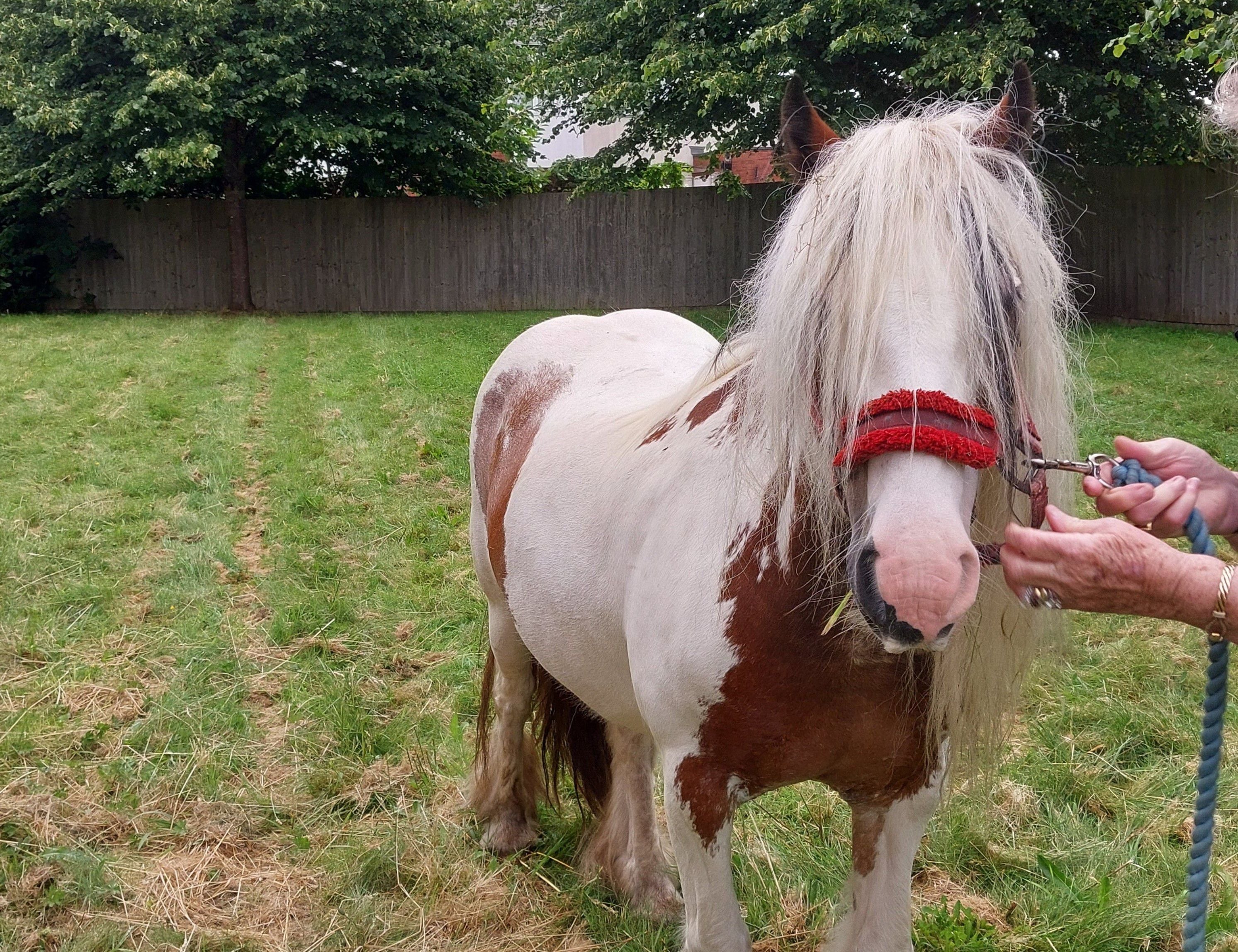 Neigh way! Wolverhampton police discover a horse in their backyard