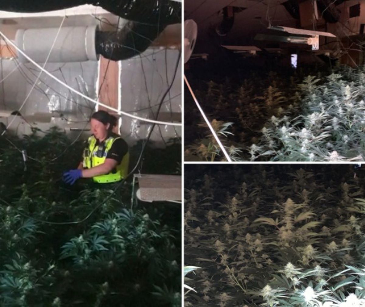 £1m Cannabis Factory Busted At Former Tipton Conservative Club Express And Star 2880